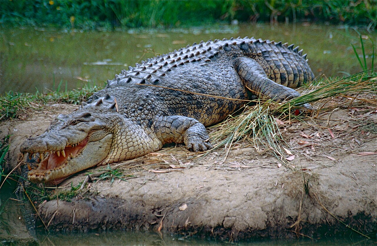 Saltwater crocodile resting at the edge of the water at Australia Zoo in Queensland photo_0