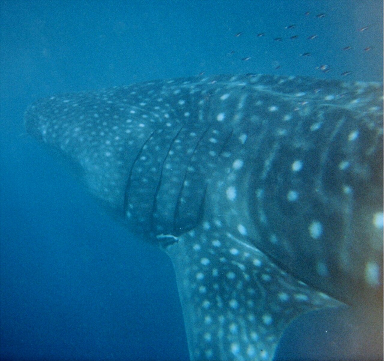 Whale shark swimming near the surface in the waters off Exmouth at Ningaloo Reef photo_0
