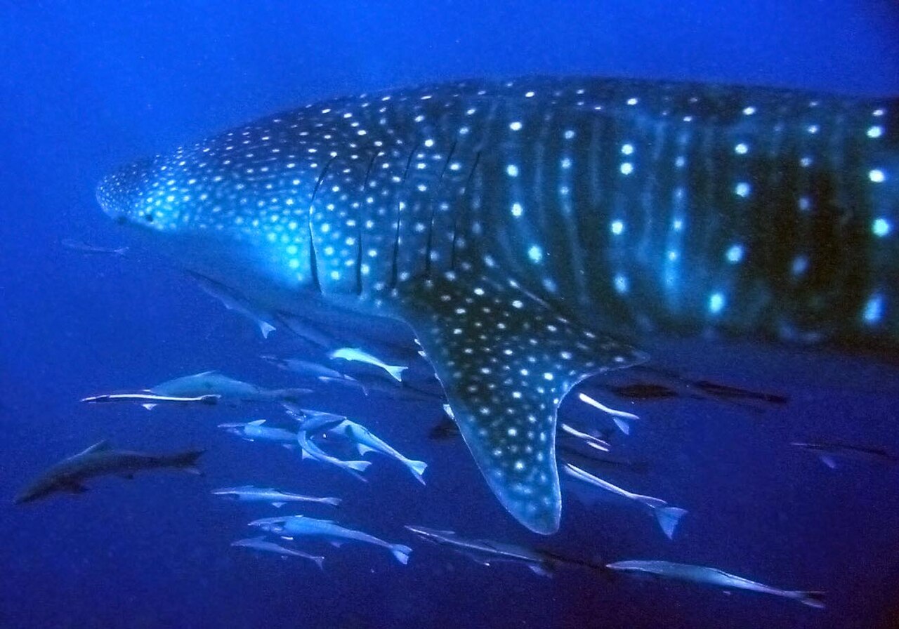 Whale shark seen underwater at Exmouth in Western Australia photo_0