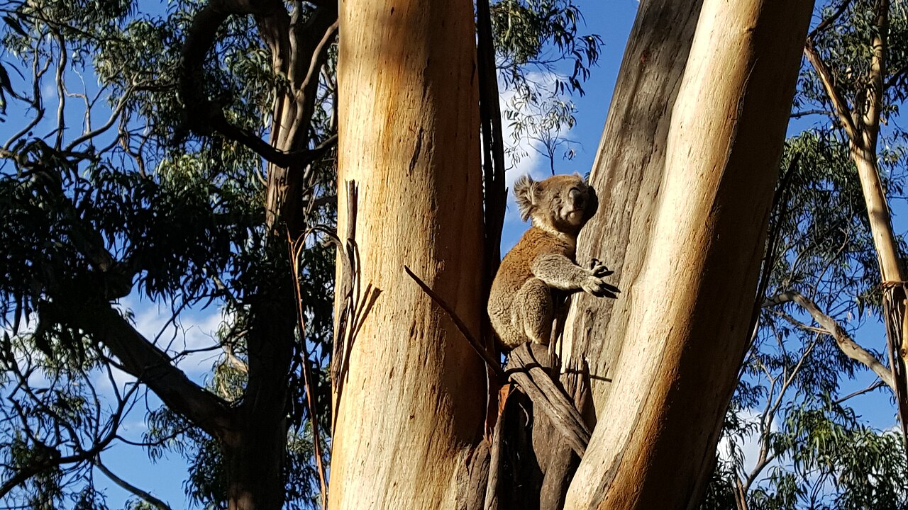 Koala sitting in a eucalyptus tree at Kennett River in Great Otway National Park, Victoria photo_0